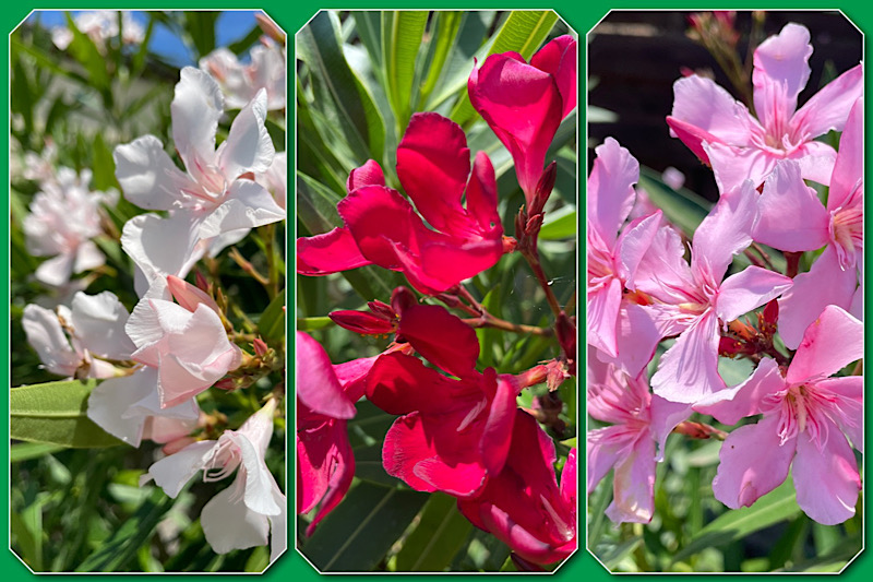 3 photos de lauriers-roses : blanc, rouge et rose