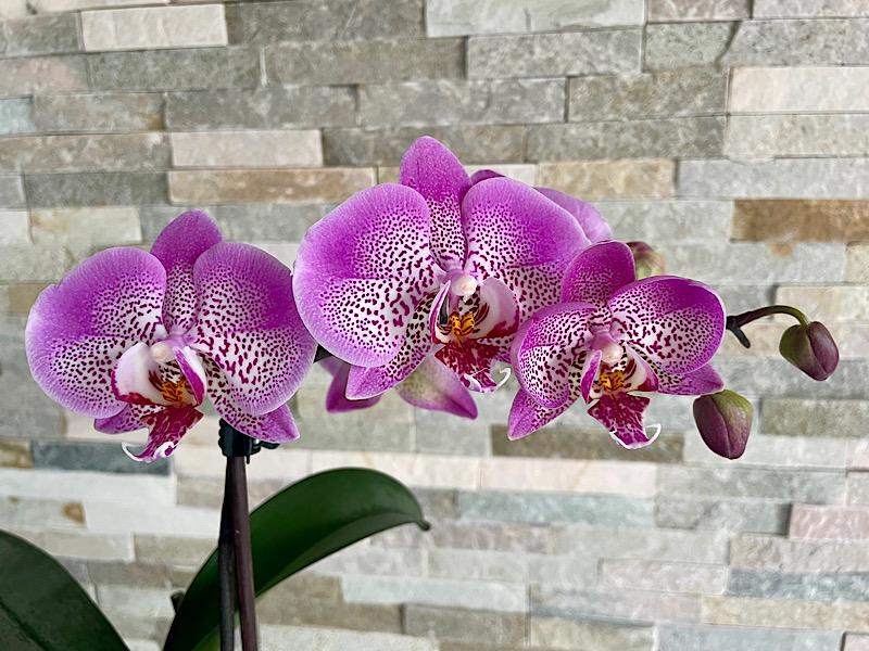 Hampe florale d’une orchidée phalaenopsis pourpre tachetée