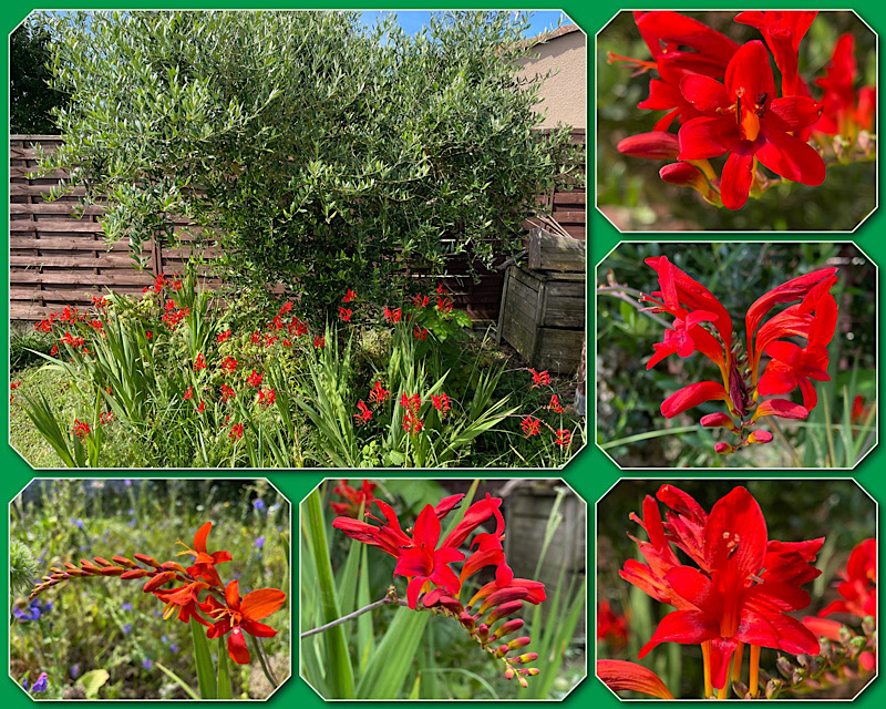 6 photos de crocosmias rouges au pied de l’olivier avec des angles et cadrages différents