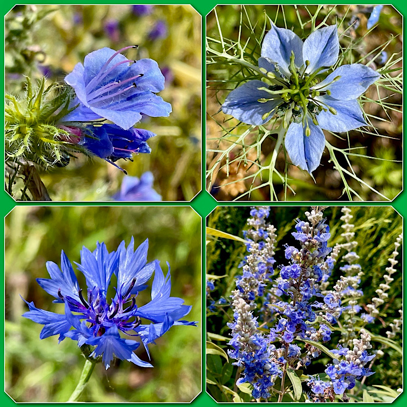 4 photos de fleurs bleues