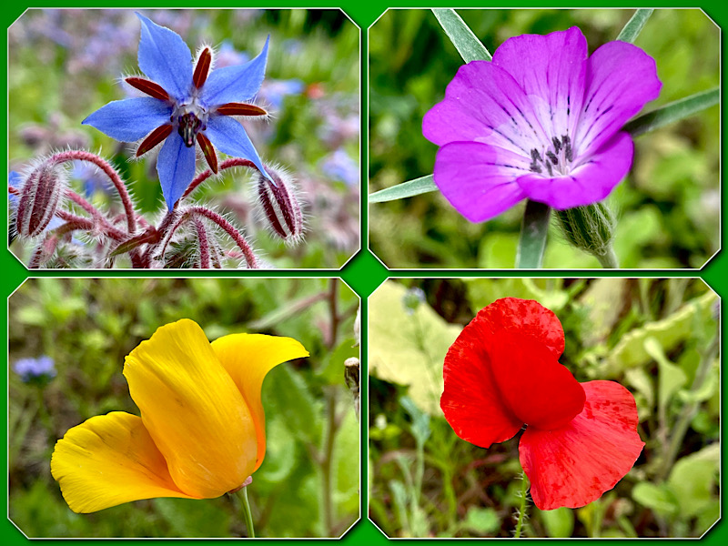 4 photos de fleurs dans la prairie champêtre, du bleu, du violet, du jaune, du rouge