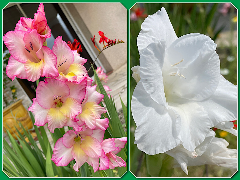 2 photos de glaïeuls. Une grappe de fleurs tricolores roses, jaunes et blanches. Zoom sur une fleur blanche