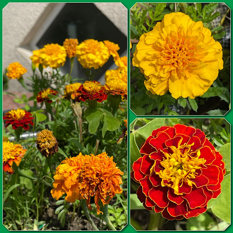 3 photos d’œillets, jaunes, orange et rouges