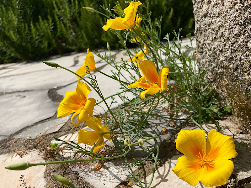 Pavot jaune qui pousse entre le mur et la terrasse