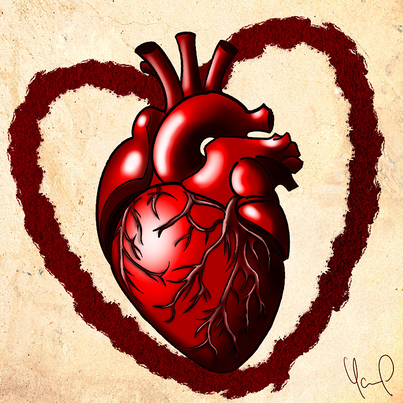 Dessin d’un cœur façon anatomique devant un tracé de cœur stylisé