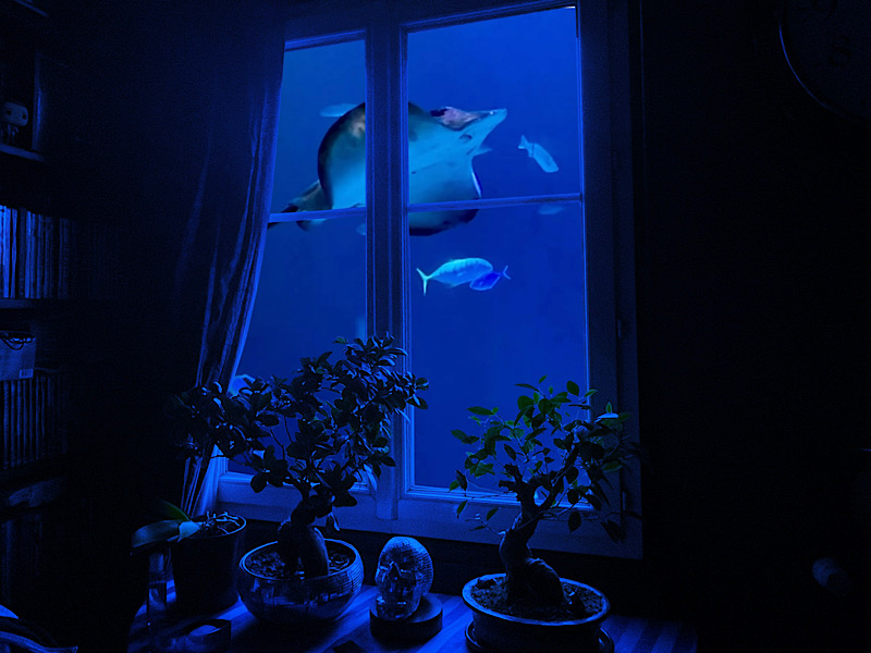 Montage : mon salon avec un aquarium derrière les fenêtres (poissons et raie manta)