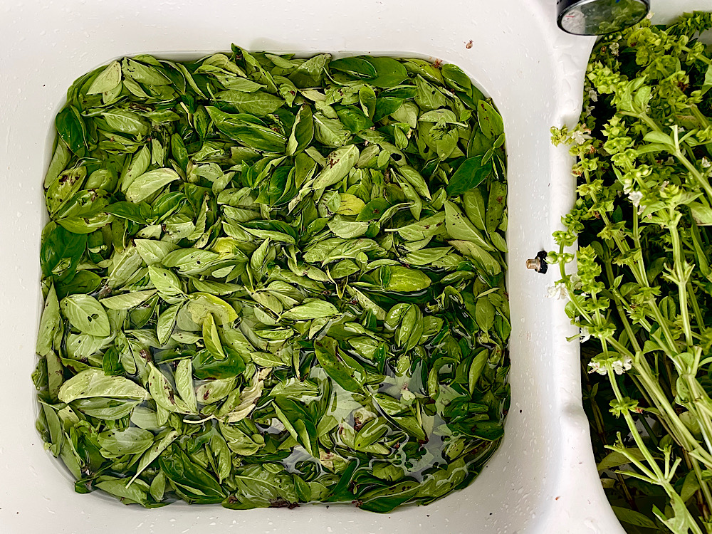 Feuilles de basilic dans l’évier plein d’eau, et tiges et fleurs dans l’autre évier