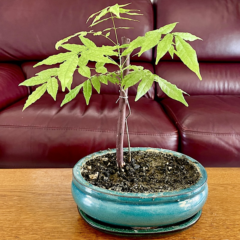 une jeune pousse de glycine dans un pot à bonsaï sur la table du salon