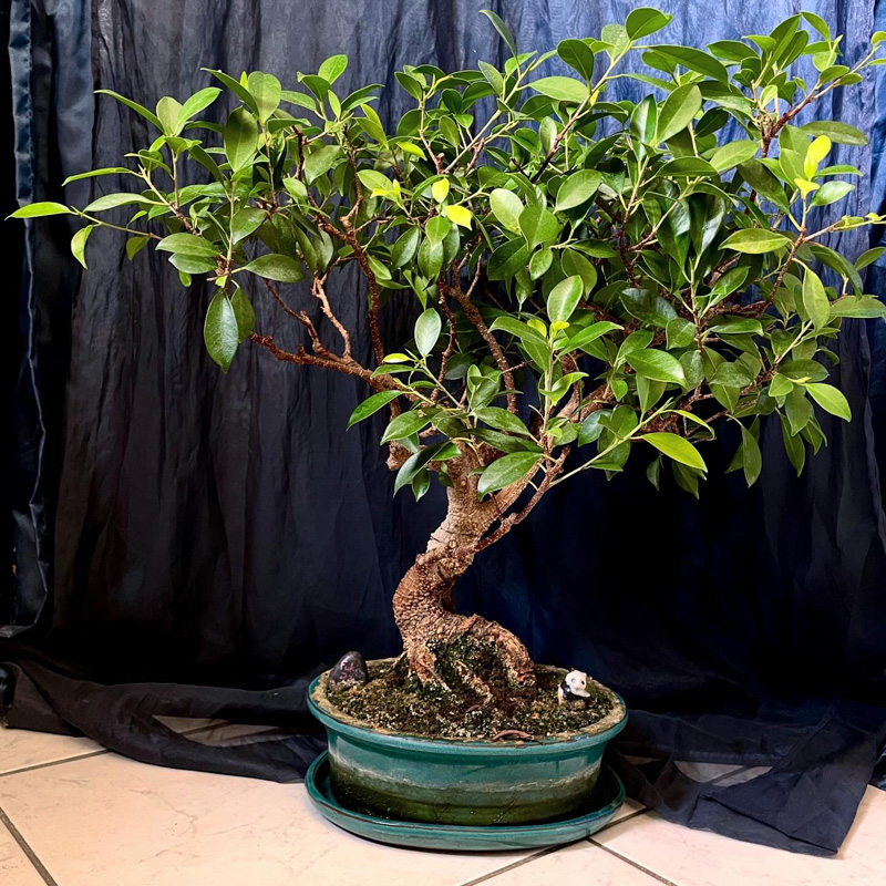 Un bonsai, avec de longues branches feuillues aux extremités, dans son pot sur le sol devant un rideau