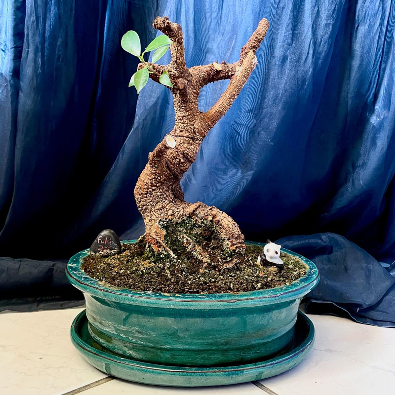 Un bonsai, aux branches coupées radicalement, dans son pot sur le sol devant un rideau