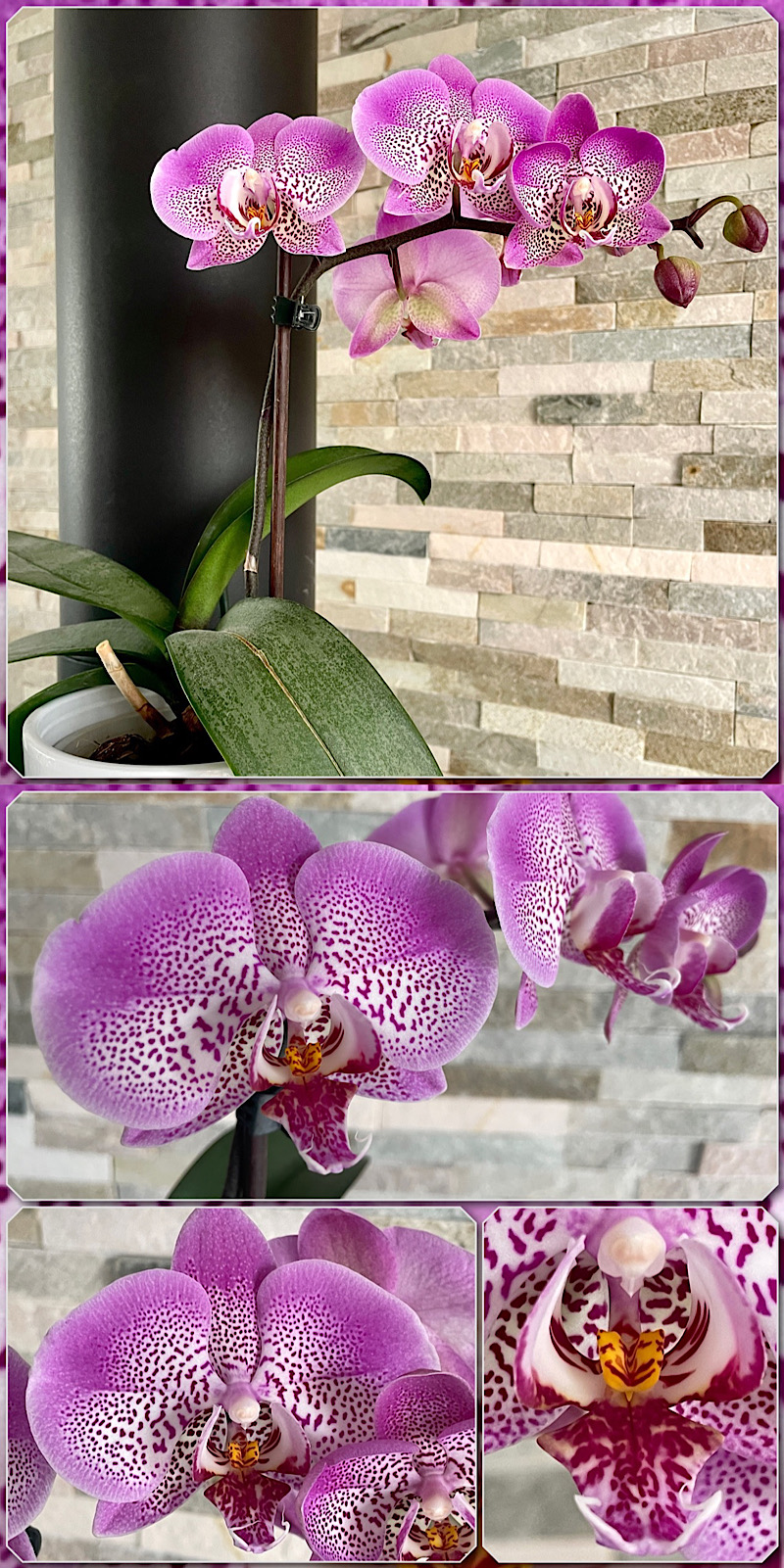 5 photos de l’hampe florale d’une orchidée phalaenopsis