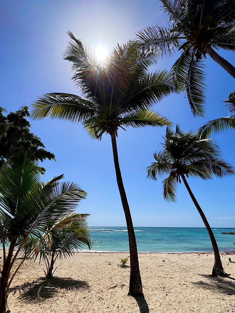 Des cocotiers sur une plage de sable de la mer des Caraïbes avec un grand ciel bleu