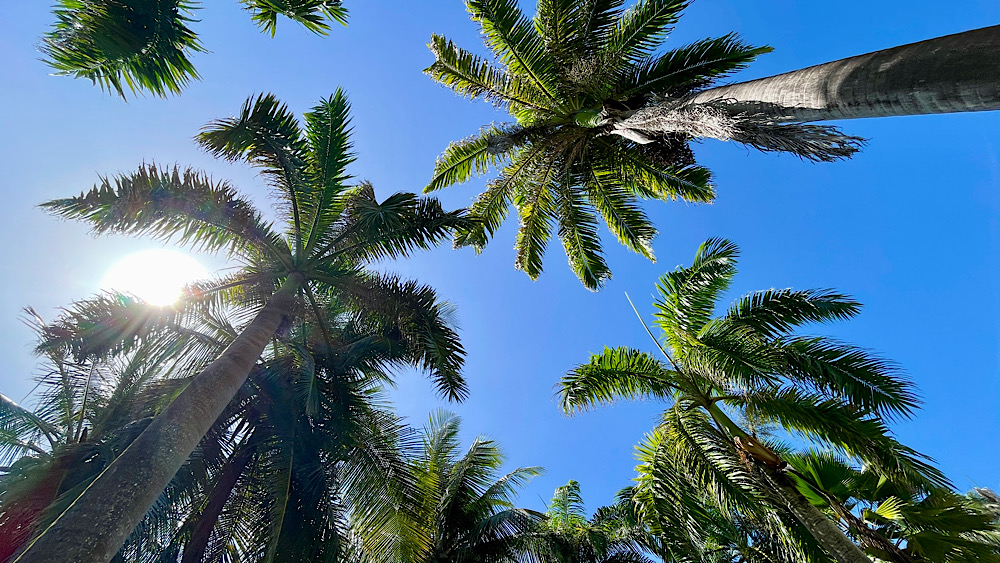 Vue de dessous de cocotiers sous un grand ciel bleu