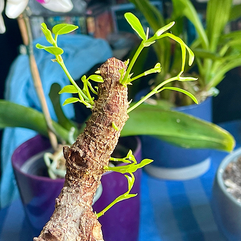 Zoom sur l'extrémité d'une branche coupée où les jeunes pousses sont déjà devenue de petites branches sur lesquelles des feuilles se développent.