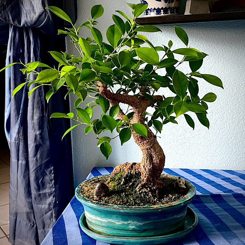 Un bonsaï ficus dans son pot sur la table du salon