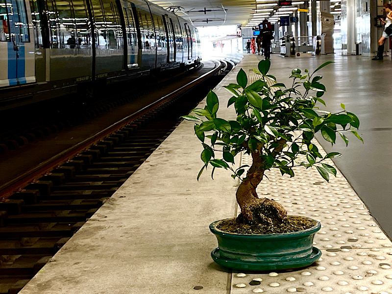 Quai d’une ligne banlieue à Gare du Nord, mon bonsaï est posé au sol sur le quai.