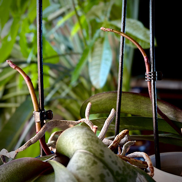 Deux hampes d’orchidées phalaenopsis en train de pousser vers la lumière de la baie vitrée