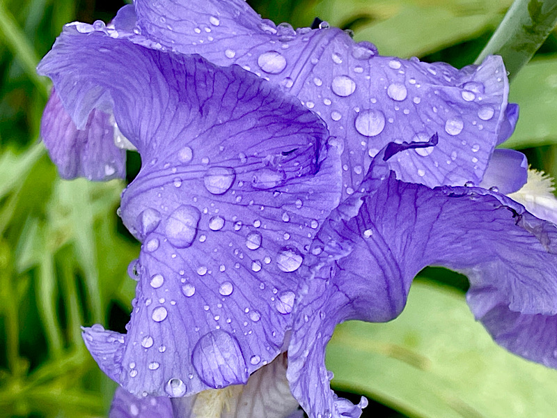 Des gouttes de pluie sur un iris, vue de haut