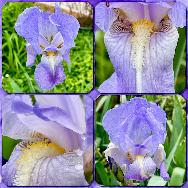 4 vues des iris dans le jardin avec des zooms sur son cœur