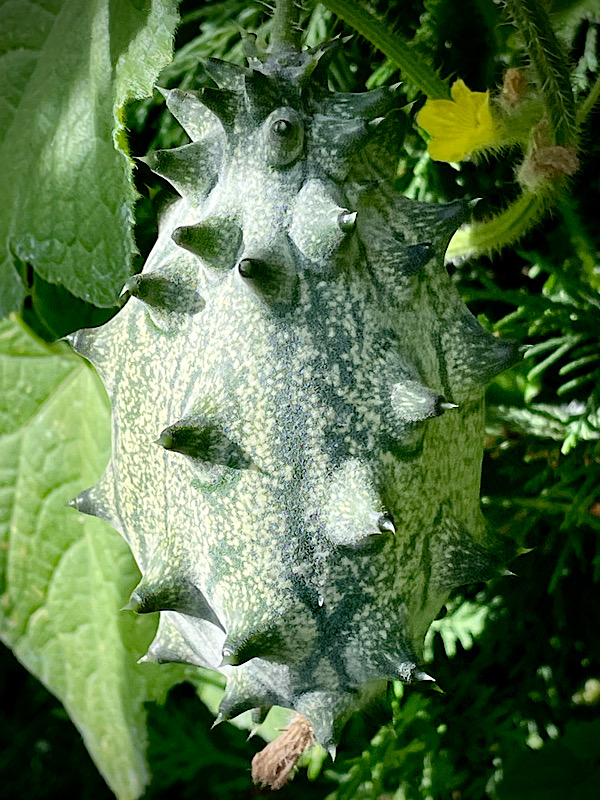 Fruit en forme de boule verte avec des pointes