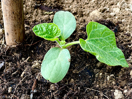 Plan de kiwano en terre avec 4 feuilles