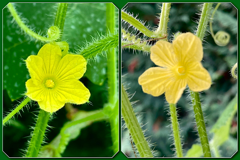 Deux fleurs de kiwano