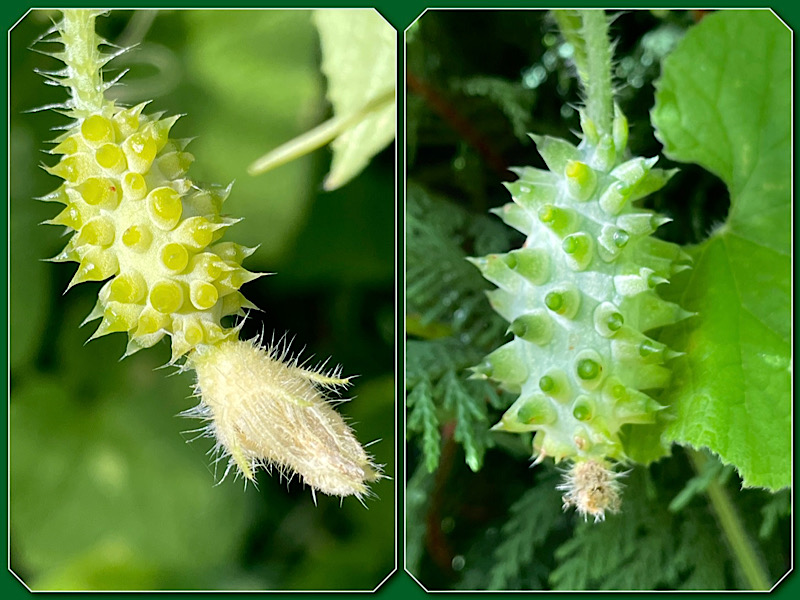 Deux fleurs qui se transforment en fruit juste avant la fleur