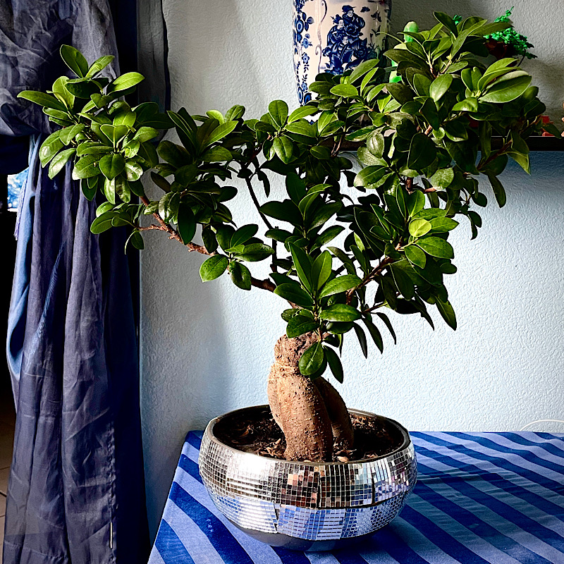 un autre bonsaï ficus dans son pot sur la petite table du salon