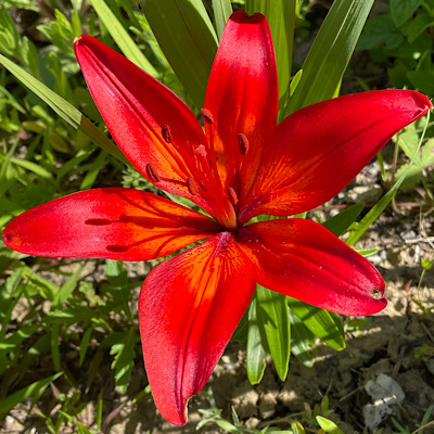 Fleur de Mini-lys rouge vue de haut