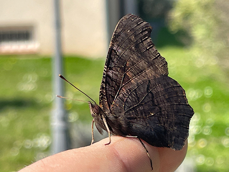 Un papillon ailes repliées posé sur mon doigt