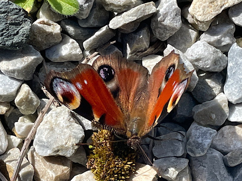 Un papillon de la famille des paon-du-jour ailes déployées posé sur les rocailles