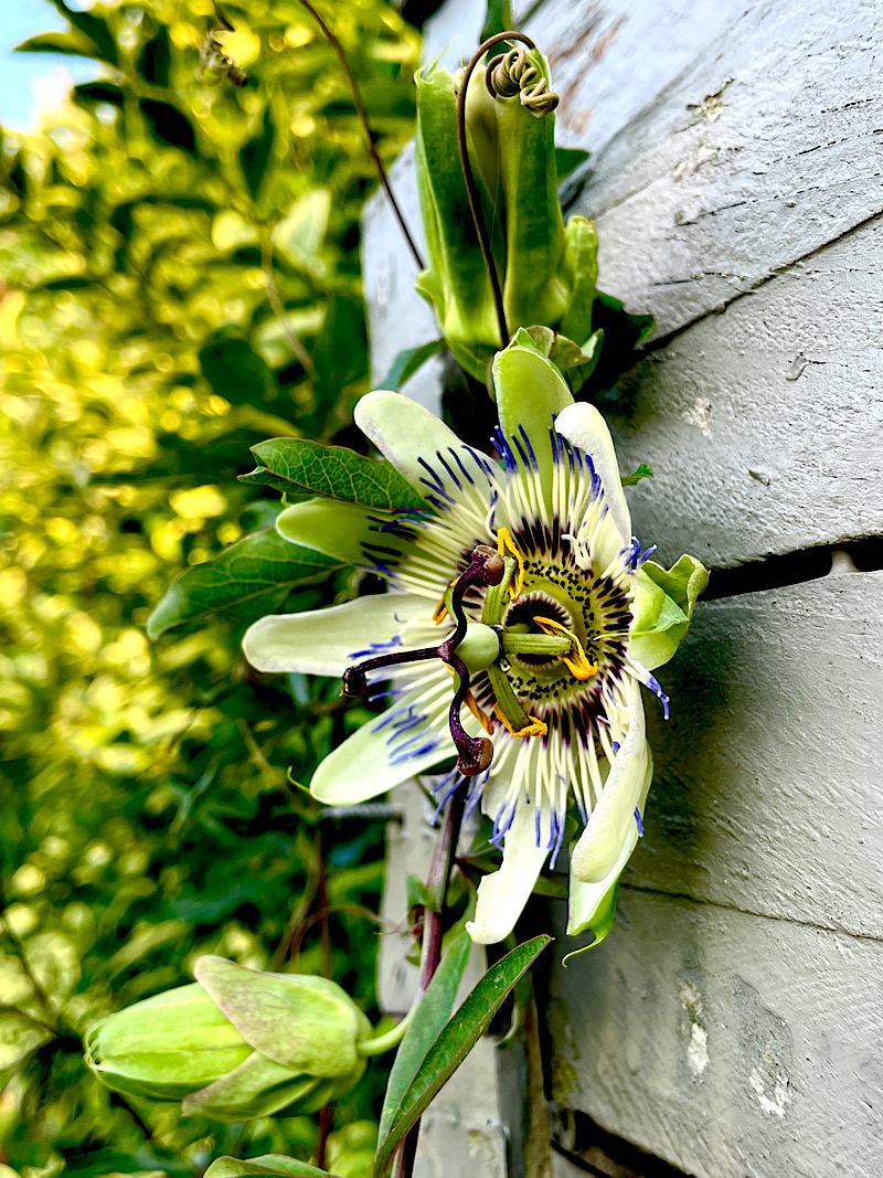 Une fleur de passiflore sur le cabanon du jardin