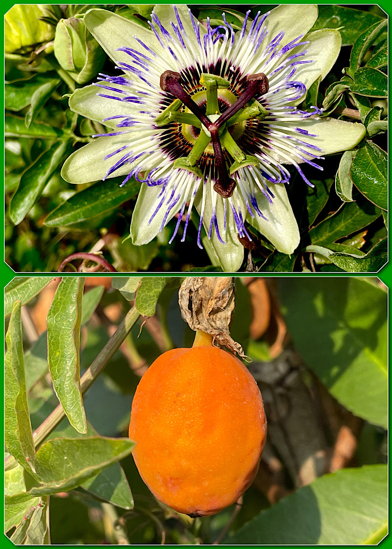 2 photos : en haut la fleur en gros plan de face, en bas le fruit