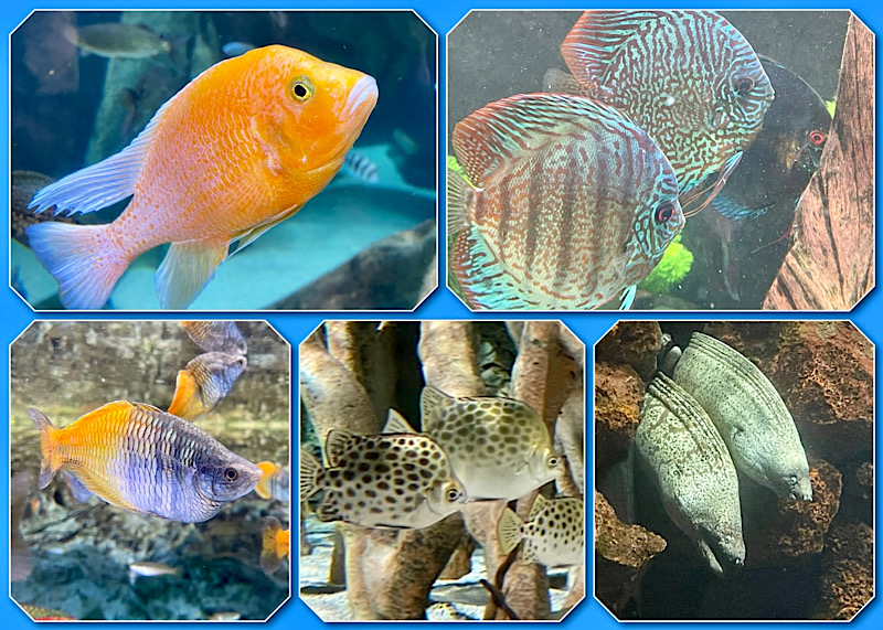 5 photos d’autres poissons