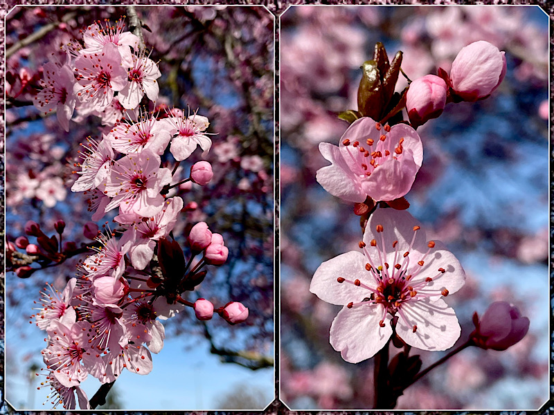 La floraison des prunus sous un beau ciel bleu en occitanie