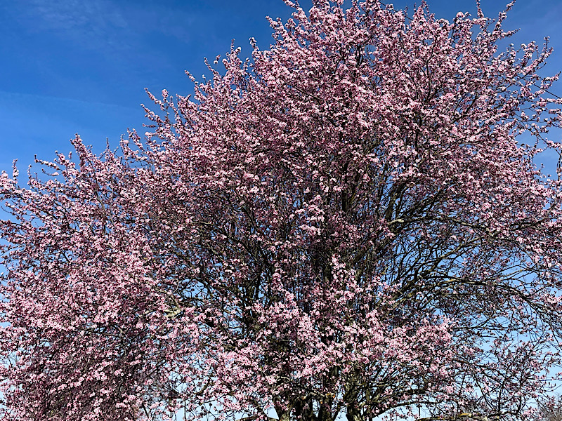 La floraison des prunus sous un beau ciel bleu en occitanie
