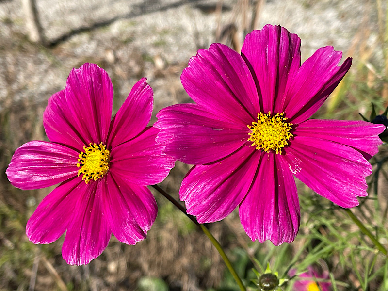 Deux fleurs violettes, des cosmos, dans la prairie champenoise devant la maison