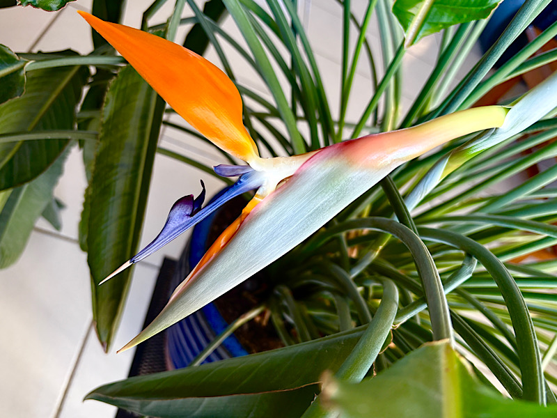 Vue de haut d’une fleur de Strelitzia en train de s’ouvrir