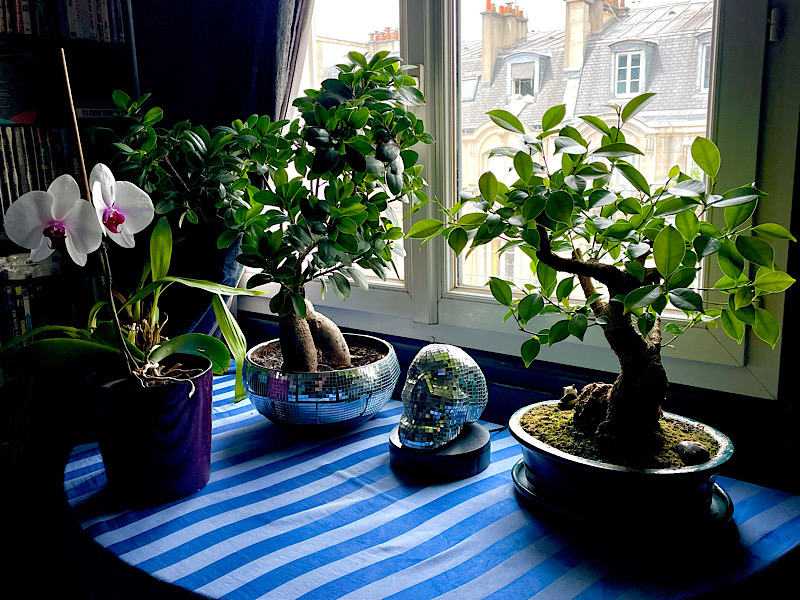 Table du salon avec mes bonsaïs et orchidée