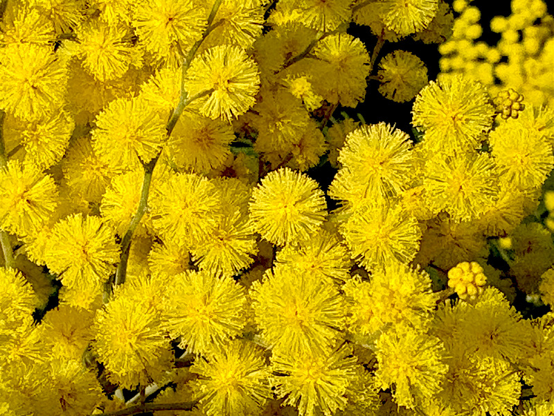 Zoom sur des pompons de mimosa bien jaune d,or