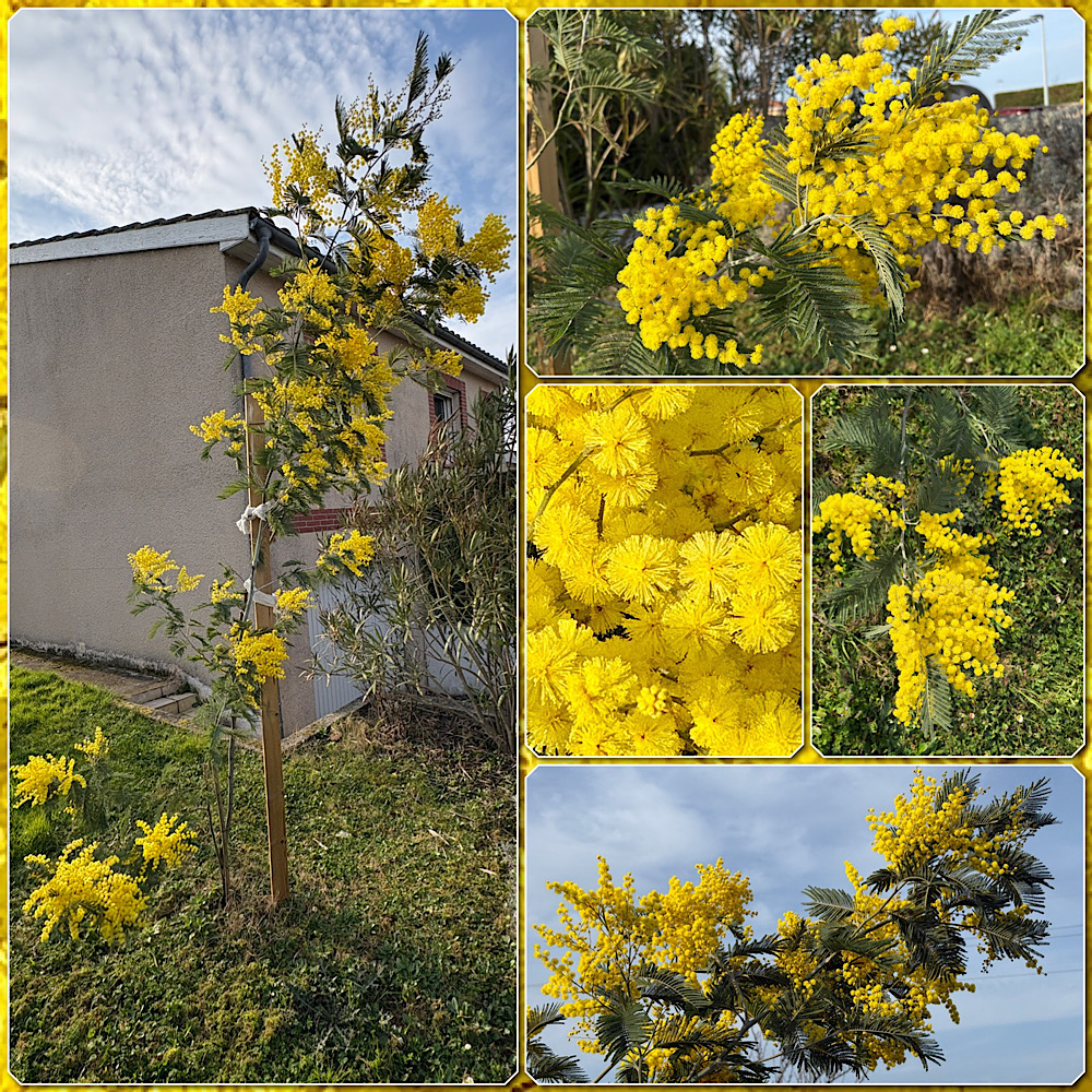 Montage de 5 photos du mimosa à des zooms et angles différents