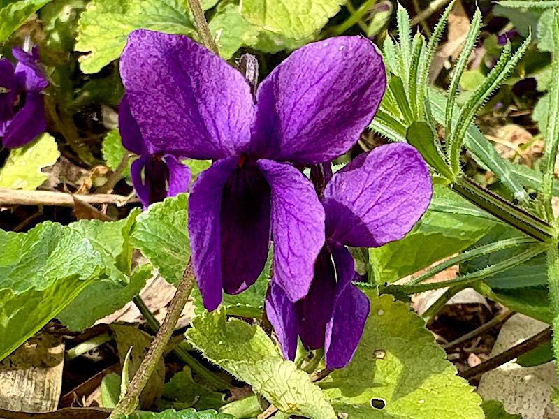 Gros plan sur une double fleur de violette